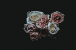 路易十四玫瑰花(探秘路易十四玫瑰花的悠久历史)