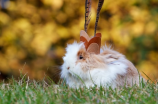 世界上最诡异的兔子(【震惊】世界上最诡异的兔子，让你发自内心感到不寒而栗)