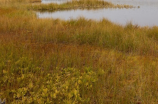 亲近自然，感受湿地之美——探秘汉石桥湿地公园