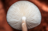 探索蘑菇表情的意义与用途