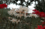 白芊红：中国传统名花