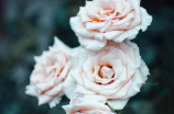 白玫瑰：如何在家装修中营造纯洁浪漫的氛围