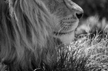 探秘巴巴里狮子：非洲独特的珍稀物种