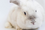 垂耳兔：迷人的长耳仙兔