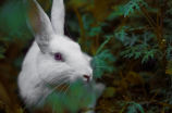 金耳朵兔子——华丽的养殖